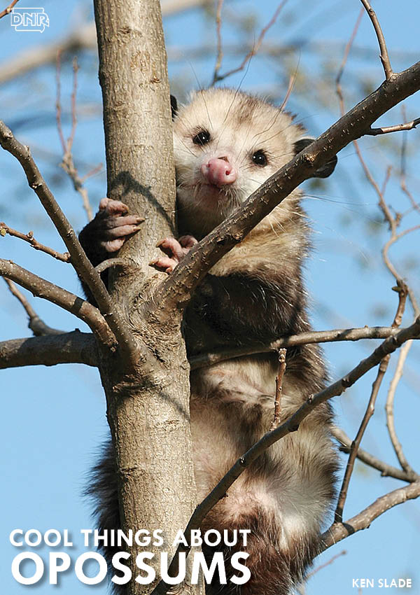 Did you know? Opossums are the only marsupial that live north of Mexico | Iowa DNR